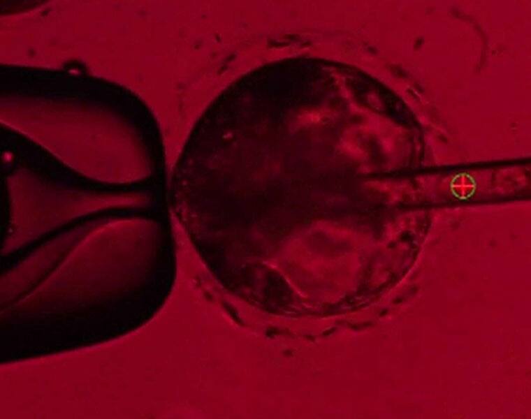 Baby without egg and sperm! Scientists create 'synthetic' human embryos in major breakthrough AJR