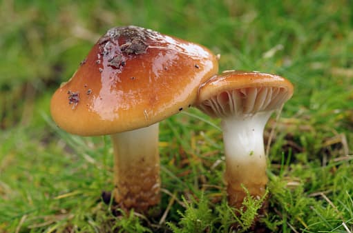 Did you know mushrooms had these many health benefits-snj