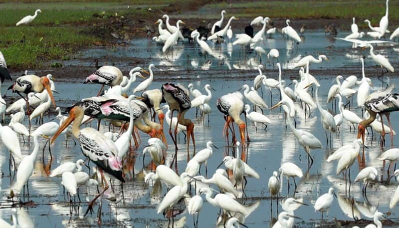 Foreign Birds Migration to Shettikeri Lake in Laskhmeshwar in Gadag District