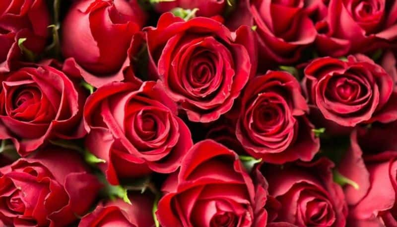 Astro tips to use rose flower for good luck