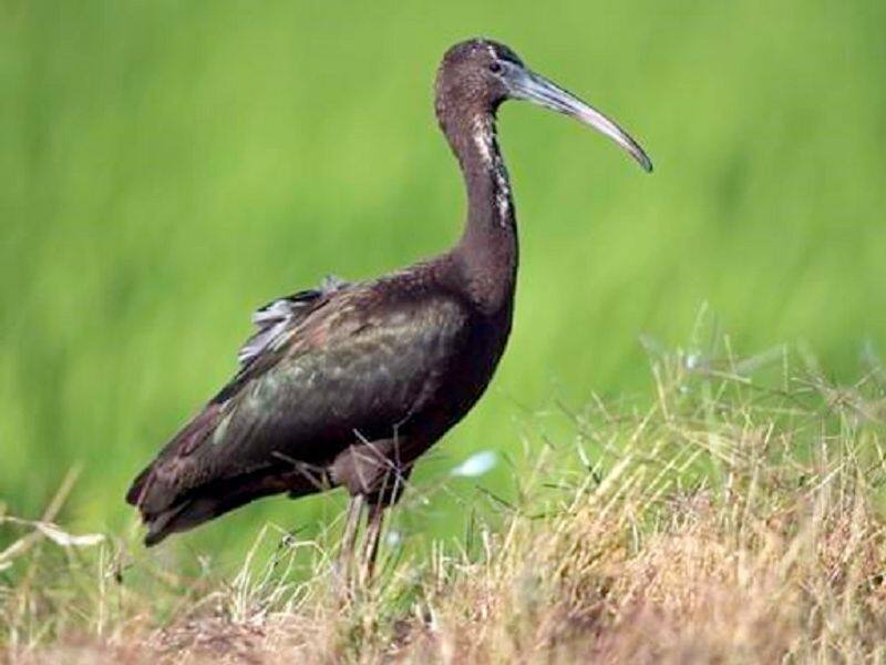 Ibis bird arrived to Binkadakatti of Gadag district