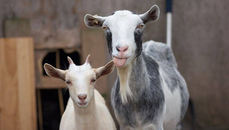 Jain community people purchase 250 goats to save from slaughter on Bakrid Celebration in Uttar Pradesh ckm