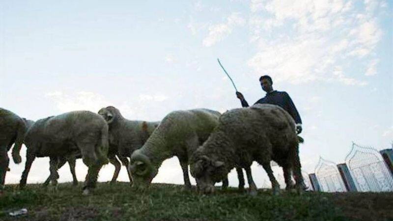 Animals Faces Water Problems in Gadag Due to Summer grg