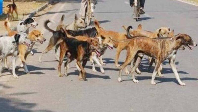 Street Dog Problem in Gadag City