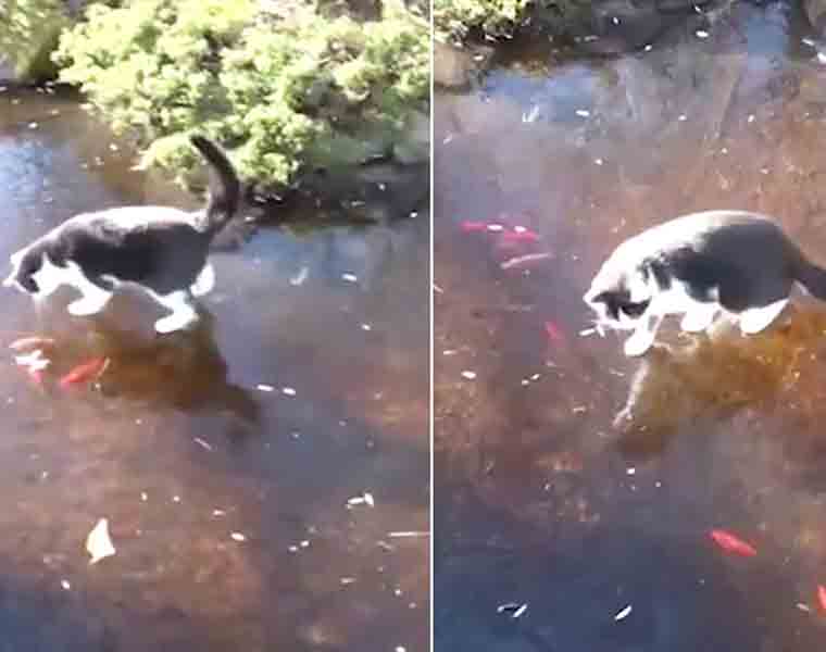 Fish makes a cat dance around on ice trying to catch it