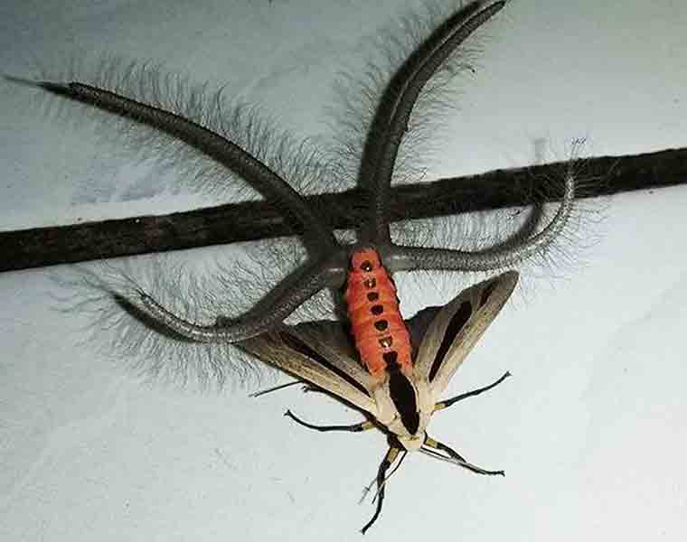 This crawly insect will give you the creeps