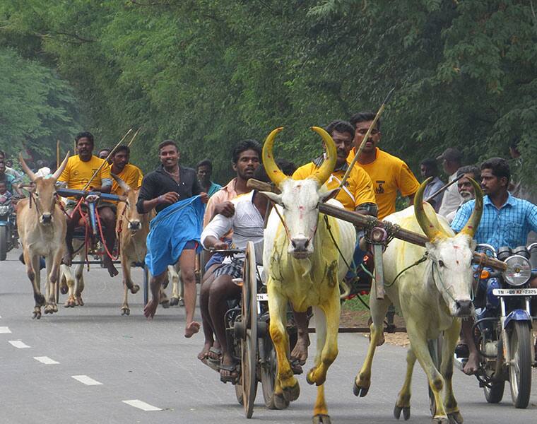 Ox Dead in Ron Taluk Gadag District