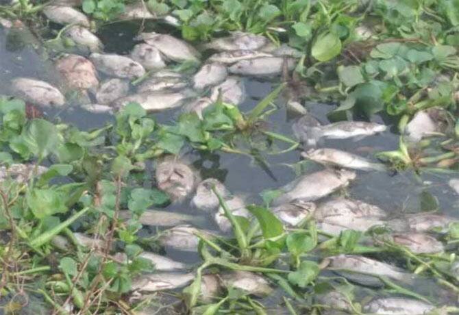 The incident of dead fish in Kosasthalai river has created a stir KAK