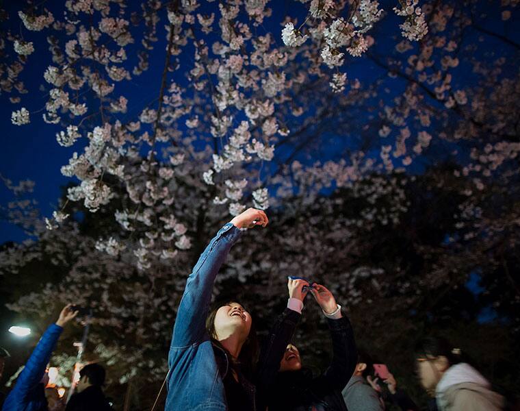 The beautiful season of cherry blossom in Japan