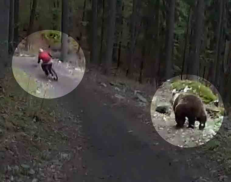 Bear chases cyclist in forest, watch what happens next