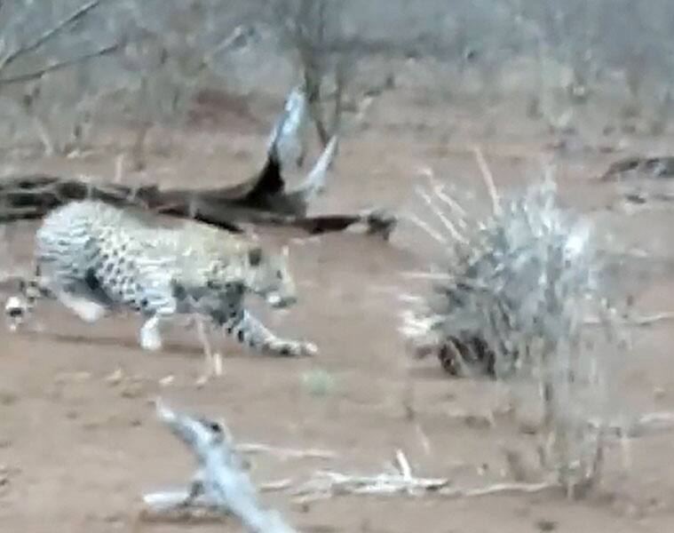 Leopard tries to eat porcupines, watch what happens next