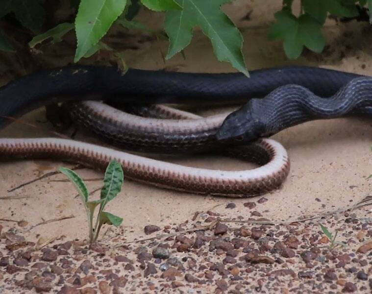 Yuck! Snake regurgitates another snake which is alive