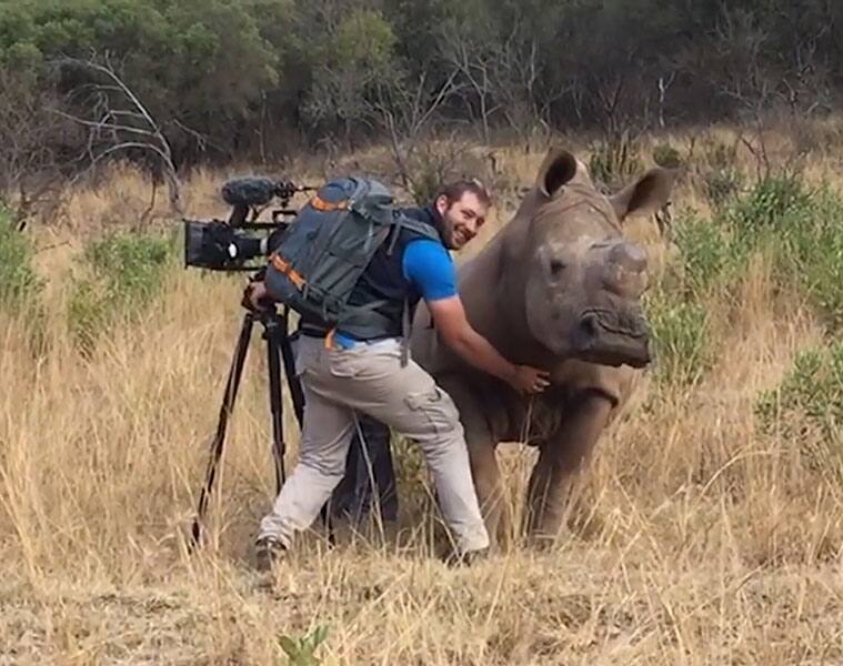 what happens when this rhino approached a cameraman