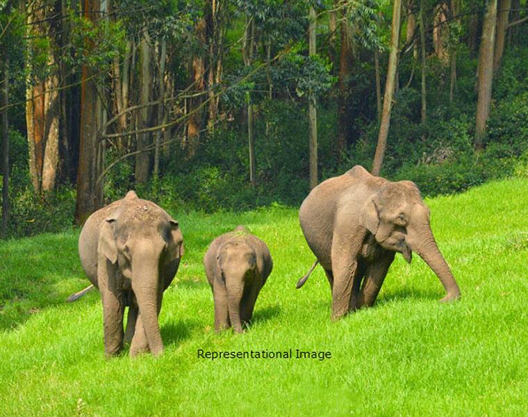 Heartwarming video Watch what the elephant herd does when they see an orphaned elephant