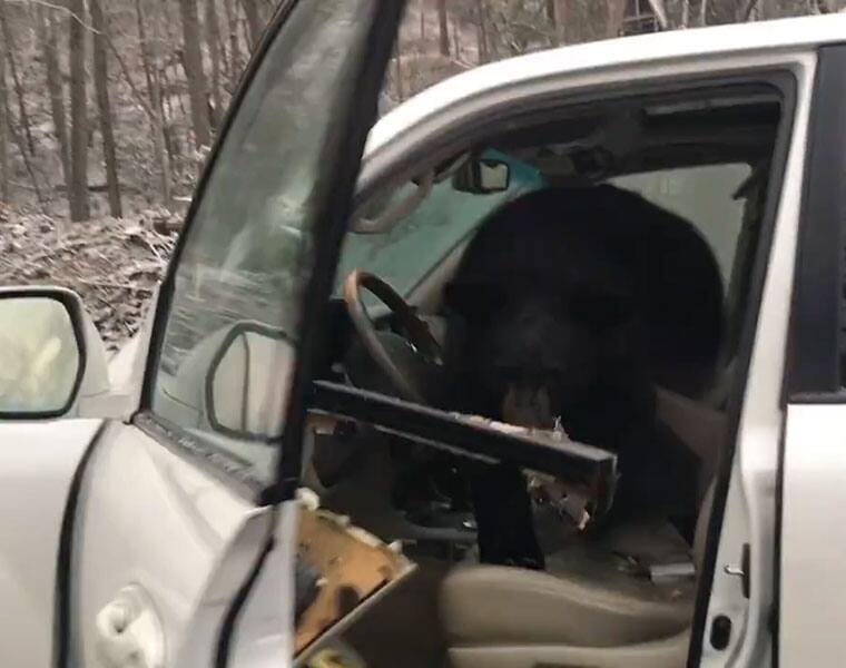 Watch: Hungry bear locked inside a car, man tries to help him out