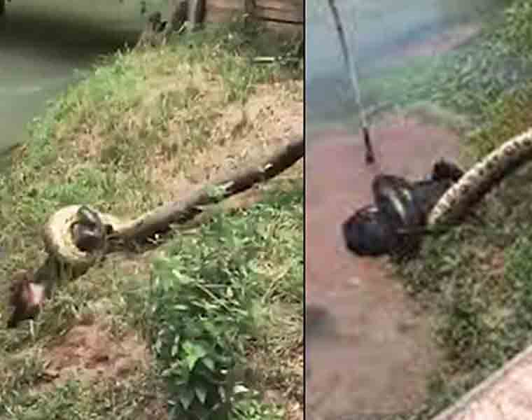 Villagers unite to rescue dog from deadly clutches of anaconda