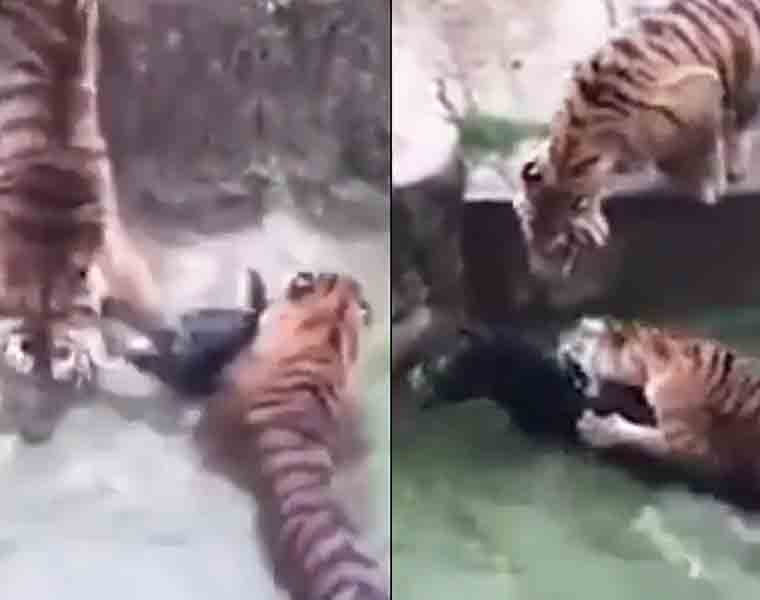 Visitors horrified as live donkey is fed to tigers at zoo