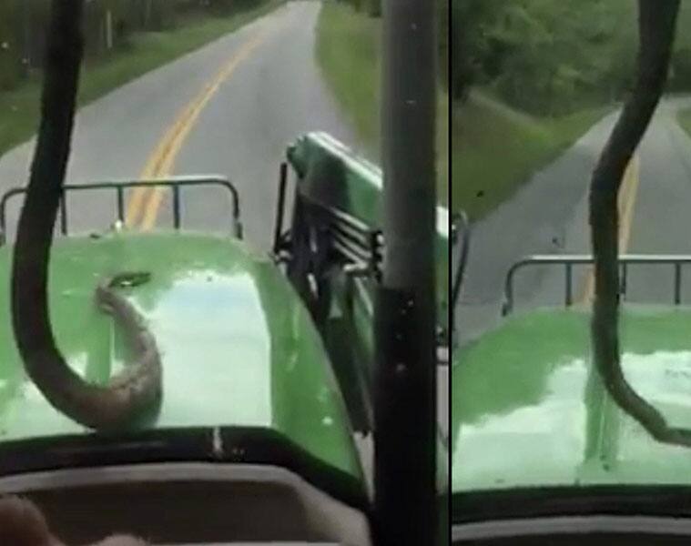 A shocking passenger hisses its way down the tractor, watch what happens next