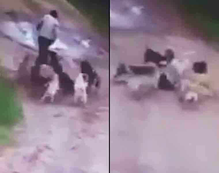 Drunk man butchered by a pack of stray dogs