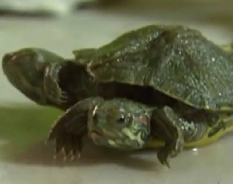 My God! Turtle with 2 heads and six legs