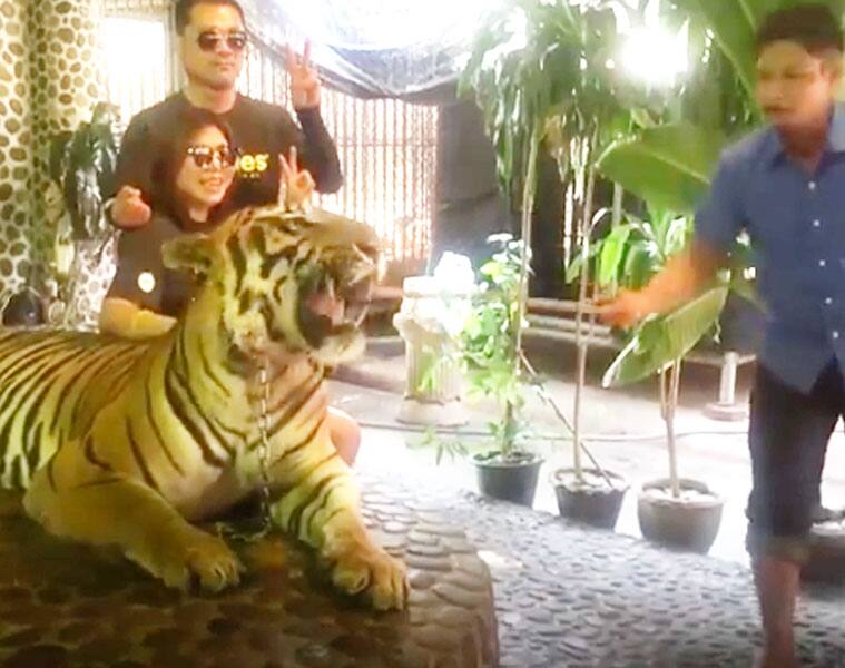 Video of tiger being abused in Thai zoo starts an outrage