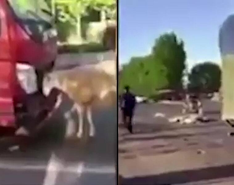 Mother goat's love overpowers the lorry literally