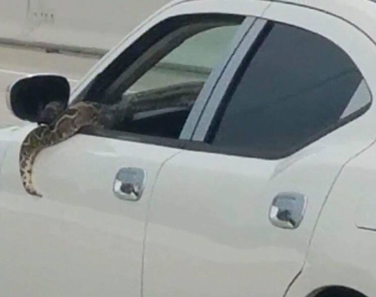 Snake hanging out of a car window