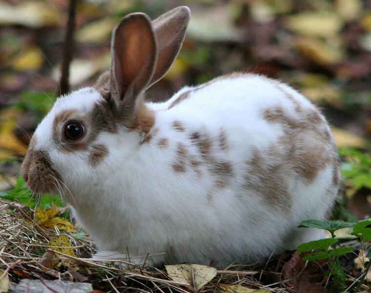 Astrology Tips Feeding Rabbit At Home  