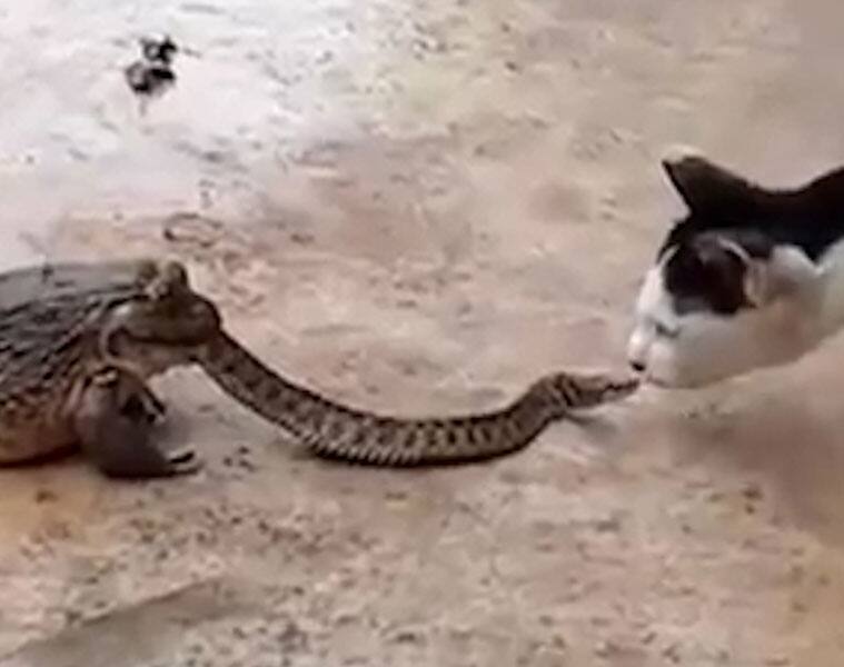 Snake almost eaten by frog fights a cat!