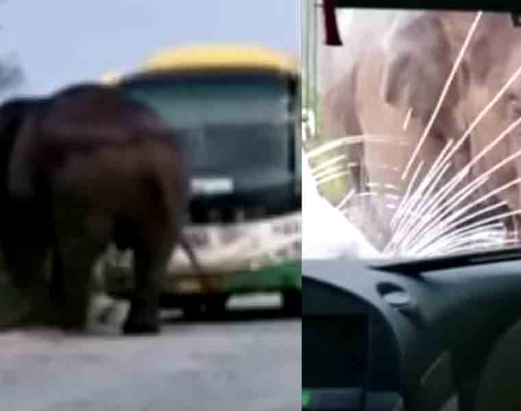 Elephants get on roads, brutally attack vehicles in China