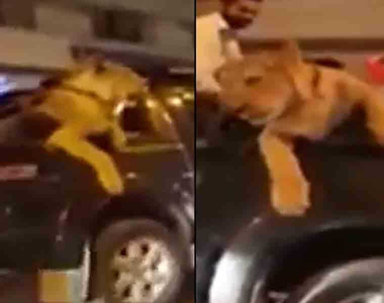 Karachi man takes lion for a ride, watch what happens next