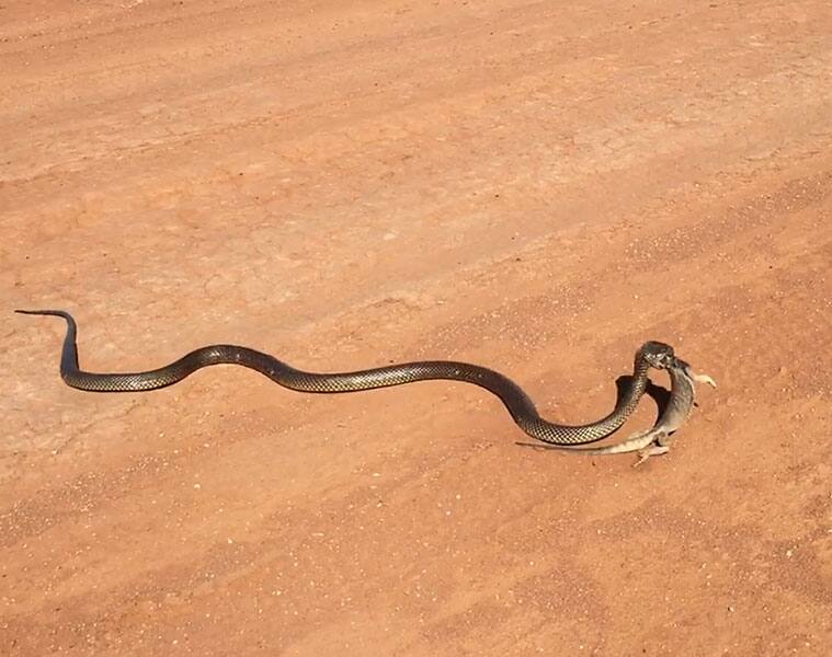 Watch this deadly video: Giant snake eats a bearded dragon