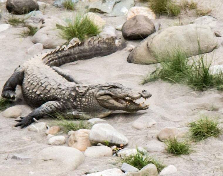 Pastor  walking on water eaten by crocodile