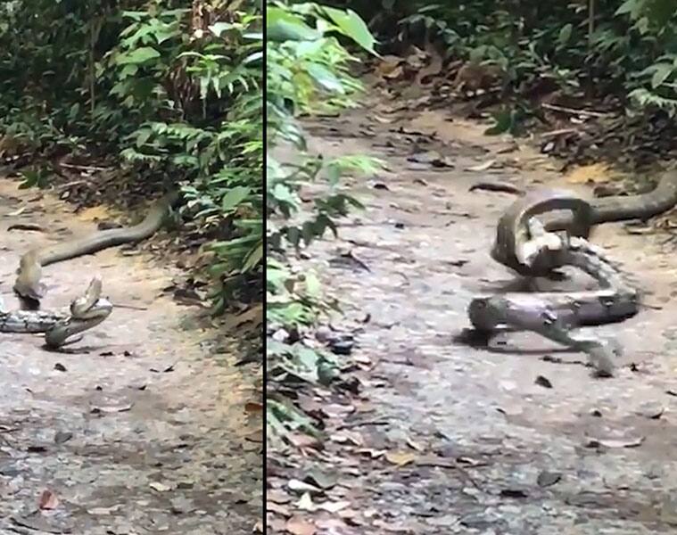 King Cobra attacks Python, watch what happens next