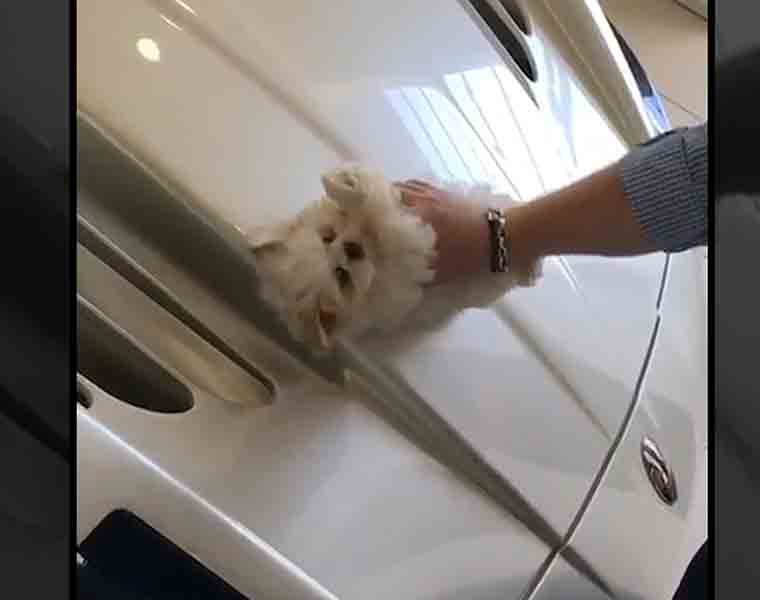 Boy cleans car with furry puppy