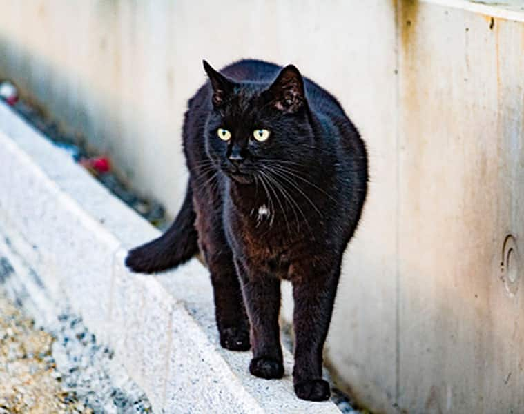 Do you know why black cats are considered unlucky?