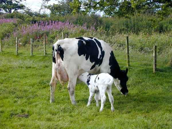 What is the meaning of cow feeding milk to calf pav