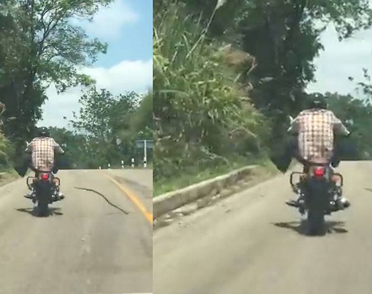 Scary! A snake, out of nowhere, jumps at a motorist in attack mode