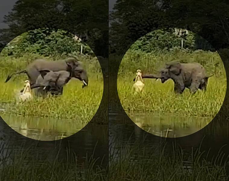 Baby elephant fights with crocodile