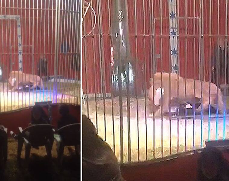 Circus lion makes a grab for trainer's throat in front of audience