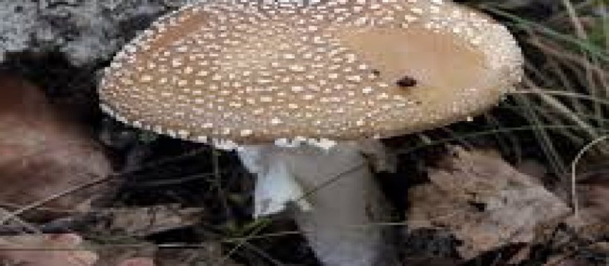 you can-easily-mushroom-production