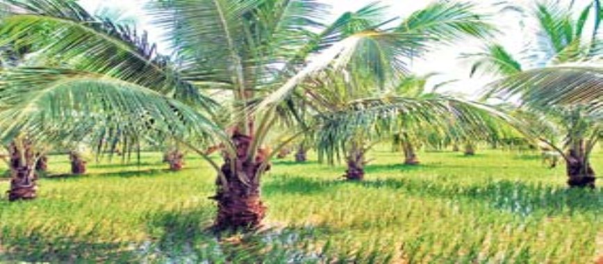 how do-management-in-coconut-fertilizer-through-drip