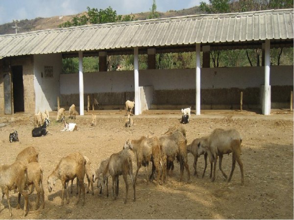 A scrutiny of sheeps breeding and its benefits ...