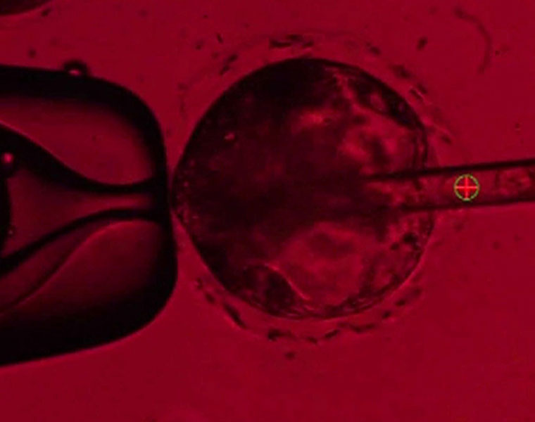 Scientists attempting to harvest human organs in pigs create human-pig embryo