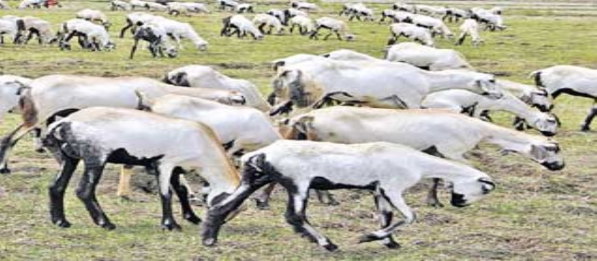 to reduce-the-cost-of-cattle-fodder-will-be-unconventio