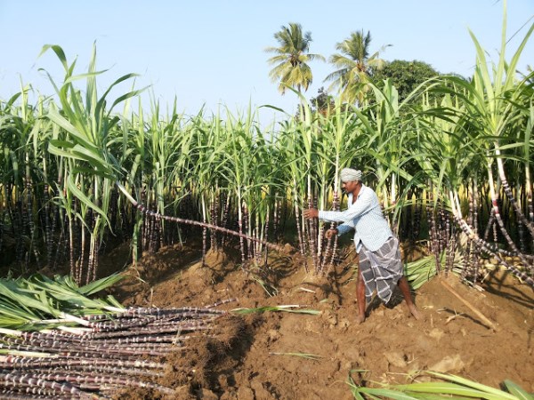 What kind of materials can be used during the preparation of sugarcane mixture?