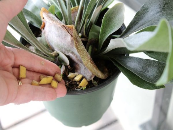 Banana skins can be used as fertilizer for plants. How?