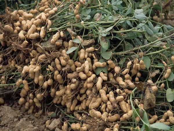 Pests and Harvest techniques that attack groundnut