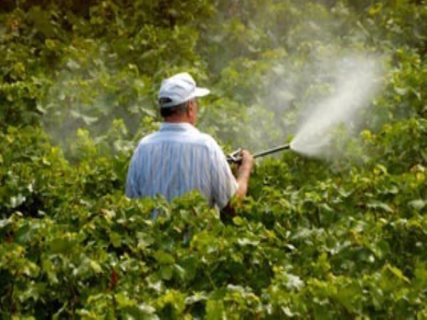 Herbal pesticide works like this ...