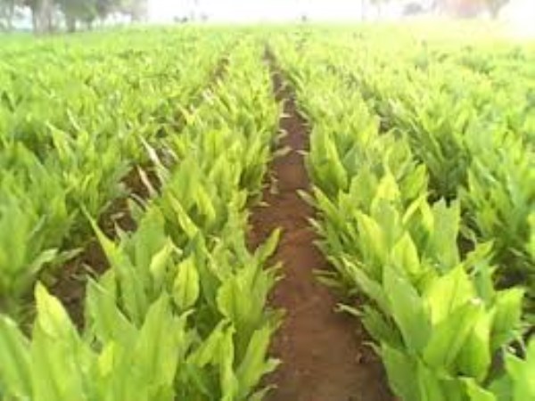 These plants can be intercropped for the protection of yellow crops ...